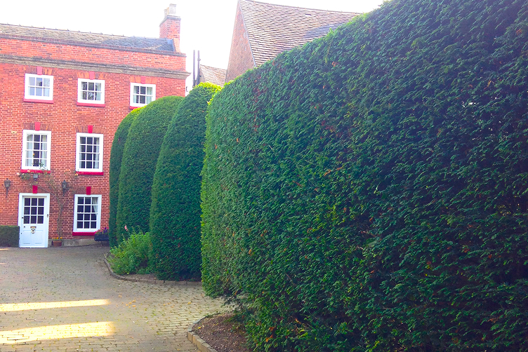 Hedge Trimming